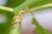 bladrolwesplarve (Blennocampa sp) 7-2021 7976